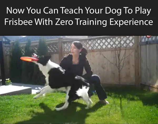 Now You Can Teach Your Dog To Play Frisbee With Zero Training Experience