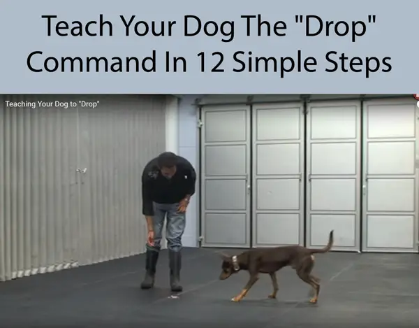 Teach Your Dog The Drop Command In 12 Simple Steps