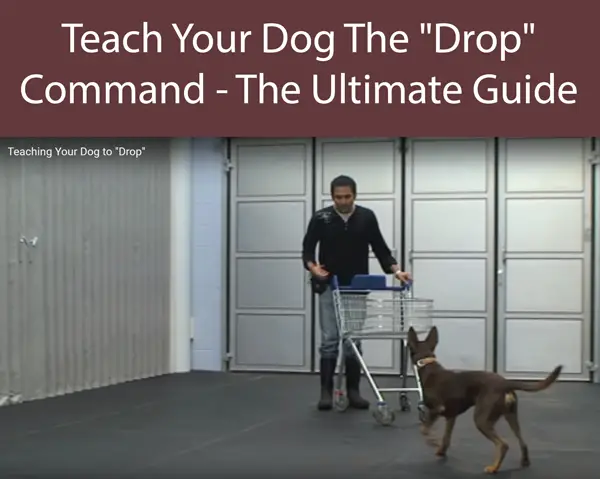 Teach Your Dog The Drop Command - The Ultimate Guide