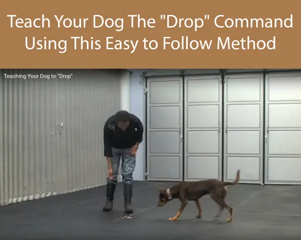 Teach Your Dog The Drop Command Using This Easy to Follow Method