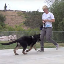 Teach Your Dog to Come When Called Teach Your Dog To Come When Called