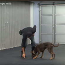 Teach Your Dog To Drop – This Is The First Step For Many Training Exercises Teach Your Dog To Drop