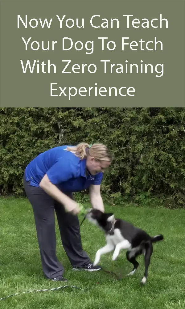 Teach your dog to fetch. Repeat the exercise a few times until your dog is ready to try without the leash