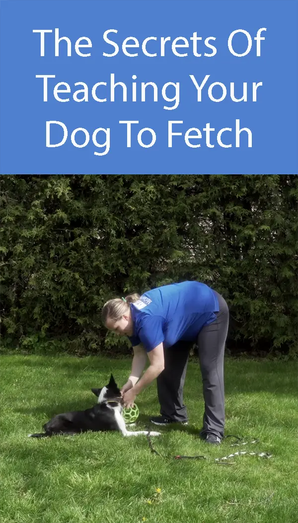 The next step in teaching your dog to fetch is throwing the toy without holding the leash
