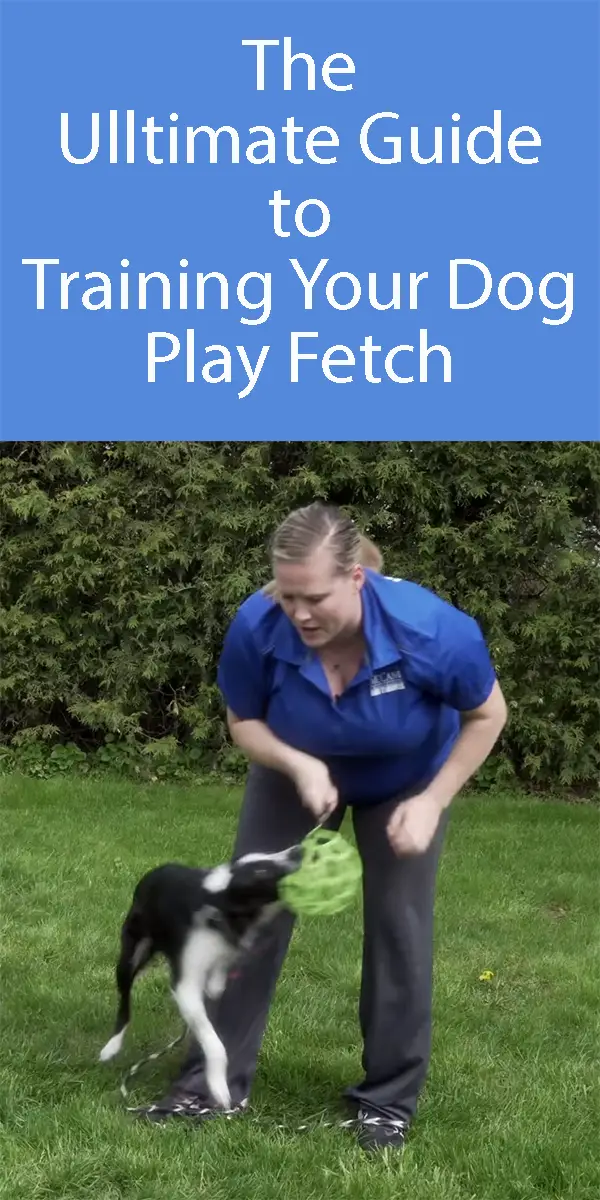 Teach Your Dog To Fetch