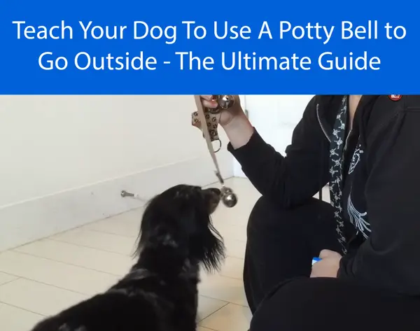 Teach Your Dog To Use A Potty Bell to Go Outside - The Ultimate Guide