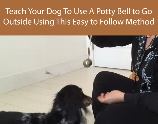Teach Your Dog To Use A Potty Bell to Go Outside Using This Easy to Follow Method