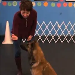 Teach Your Dog To Wait