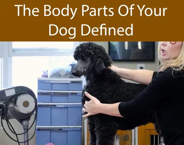 What Every Dog Owner Needs to Know About Dog Anatomy