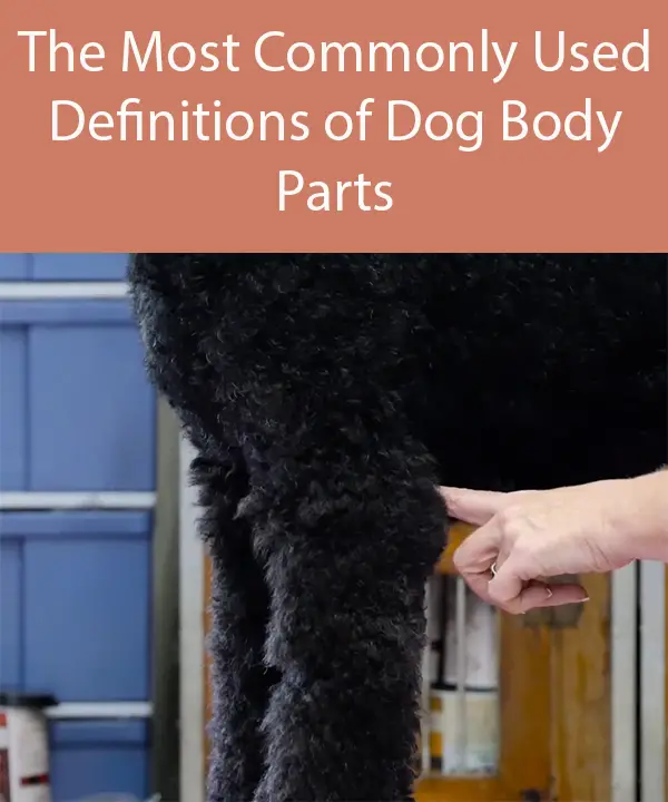 The Most Commonly Used Definitions of Dog Body Parts