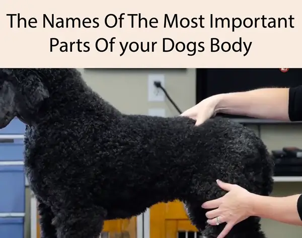 The Names Of The Most Important Parts Of your Dogs Body