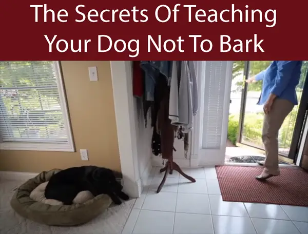 The Secrets Of Teaching Your Dog Not To Bark