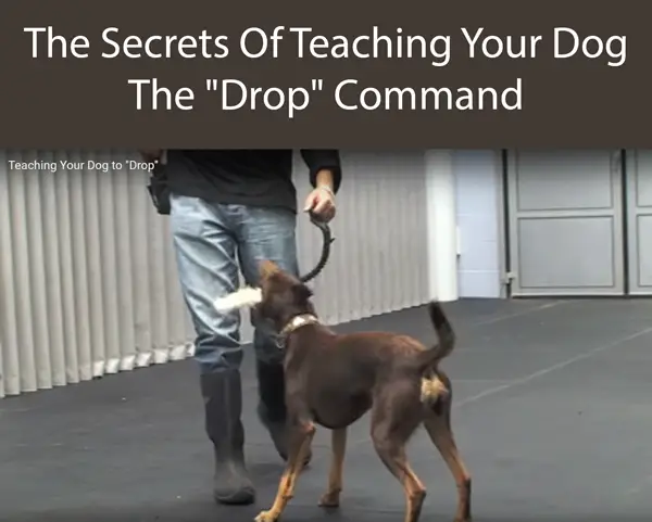The Secrets Of Teaching Your Dog The Drop Command