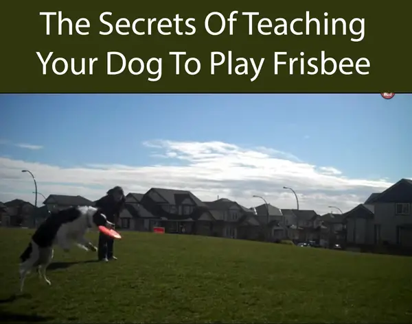 The Secrets Of Teaching Your Dog To Play Frisbee