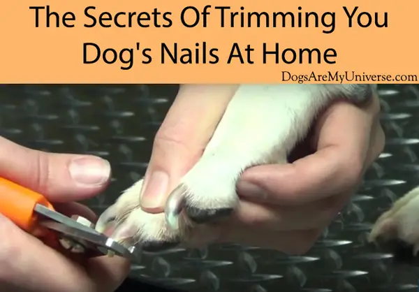The Secrets Of Trimming Your Dog's Nails At Home