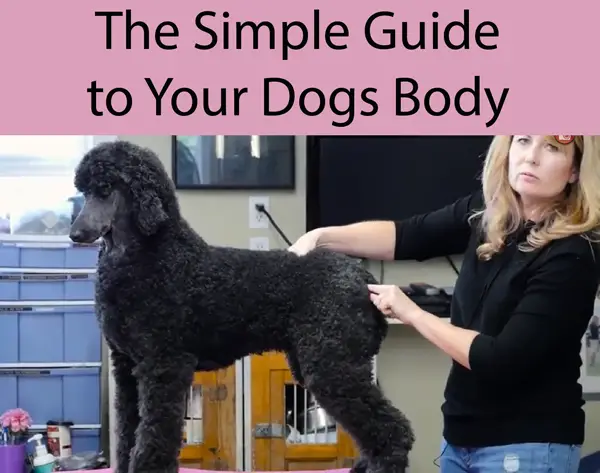 The Simple Guide to Your Dogs Body Parts