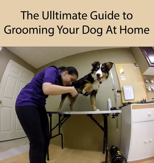 The Ulltimate Guide to Grooming Your Dog At Home