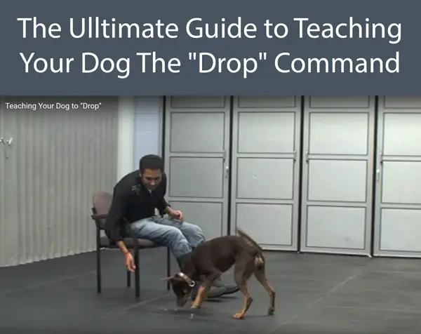 The Ulltimate Guide to Teaching Your Dog The Drop Command