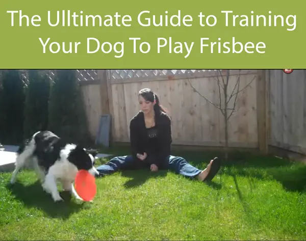 The Ulltimate Guide to Training Your Dog To Play Frisbee