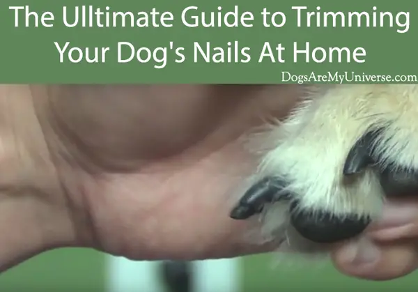 The Ulltimate Guide to Trimming Your Dog's Nails At Home