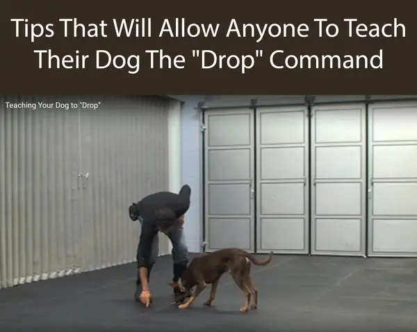 Tips That Will Allow Anyone To Teach Their Dog The Drop Command