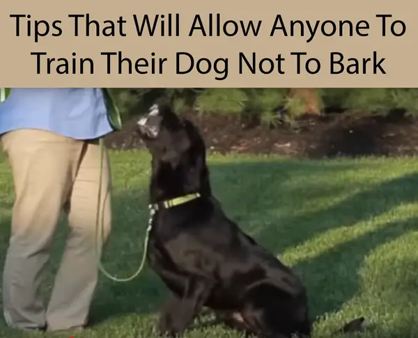 Tips That Will Allow Anyone To Train Their Dog Not To Bark