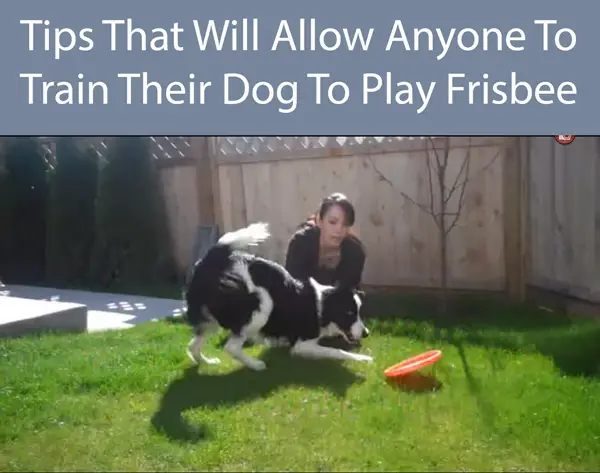 Tips That Will Allow Anyone To Train Their Dog To Play Frisbee