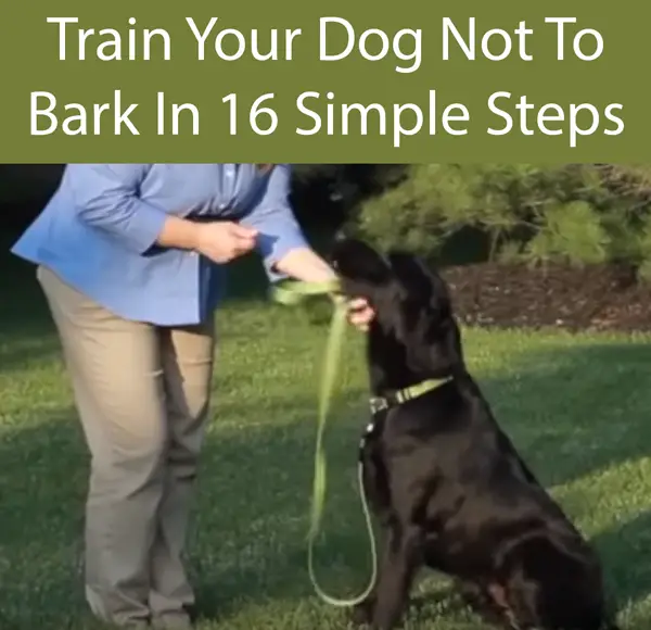 Train Your Dog Not To Bark In 16 Simple Steps