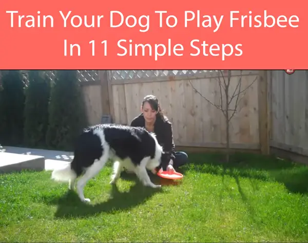 Train Your Dog To Play Frisbee In 11 Simple Steps