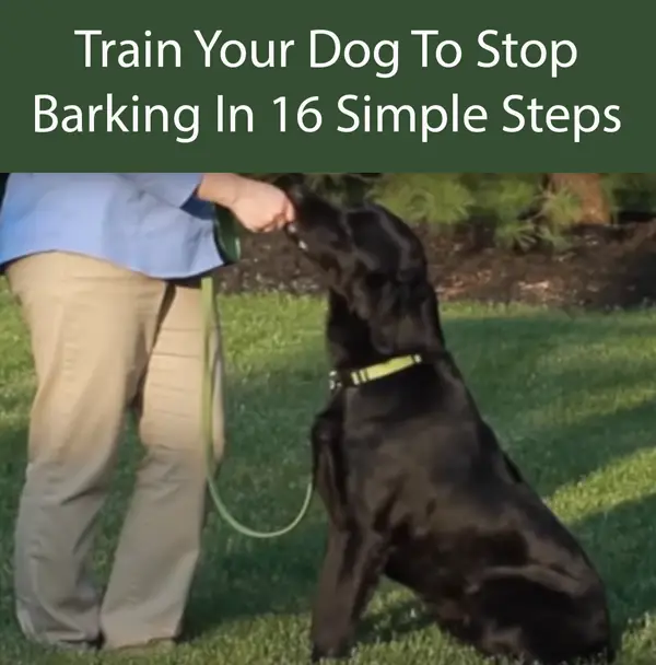 Train Your Dog To Stop Barking In 16 Simple Steps