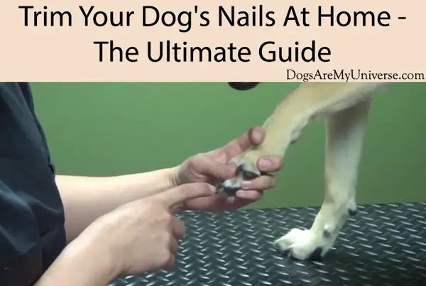 Trim Your Dog's Nails At Home - The Ultimate Guide