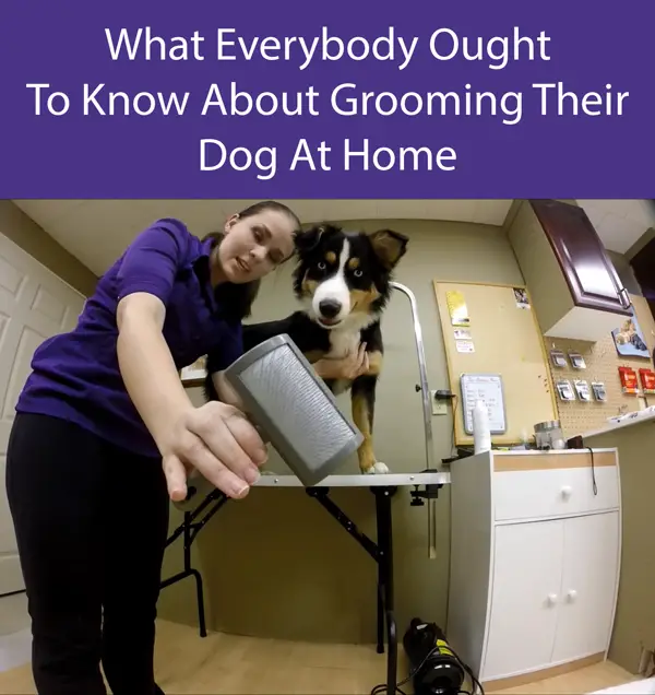 What Everybody Ought To Know About Grooming Their Dog At Home
