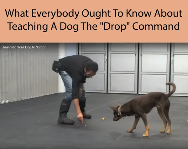 What Everybody Ought To Know About Teaching A Dog The Drop Command