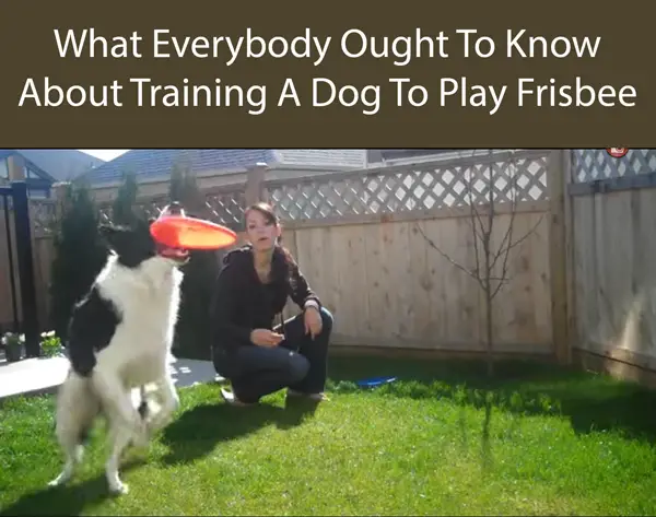 What Everybody Ought To Know About Training A Dog To Play Frisbee