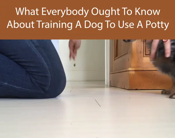 What Everybody Ought To Know About Training A Dog To Use A Potty Bell
