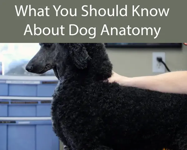 What You Should Know About Dog Anatomy