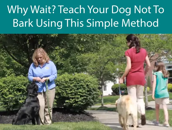 Why Wait Teach Your Dog Not To Bark Using This Simple Method