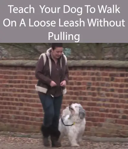 Teach Your To Walk Nicely On A Loose Leash