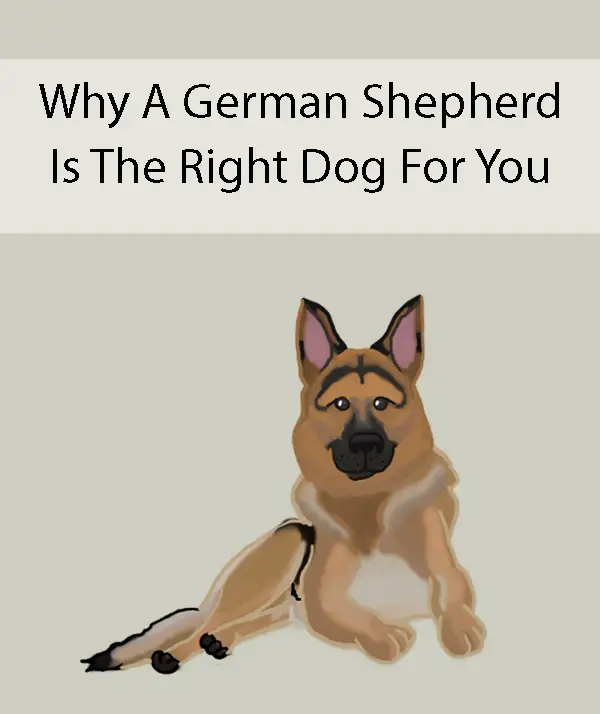 Why A German Shepherd Is The Right Dog For You