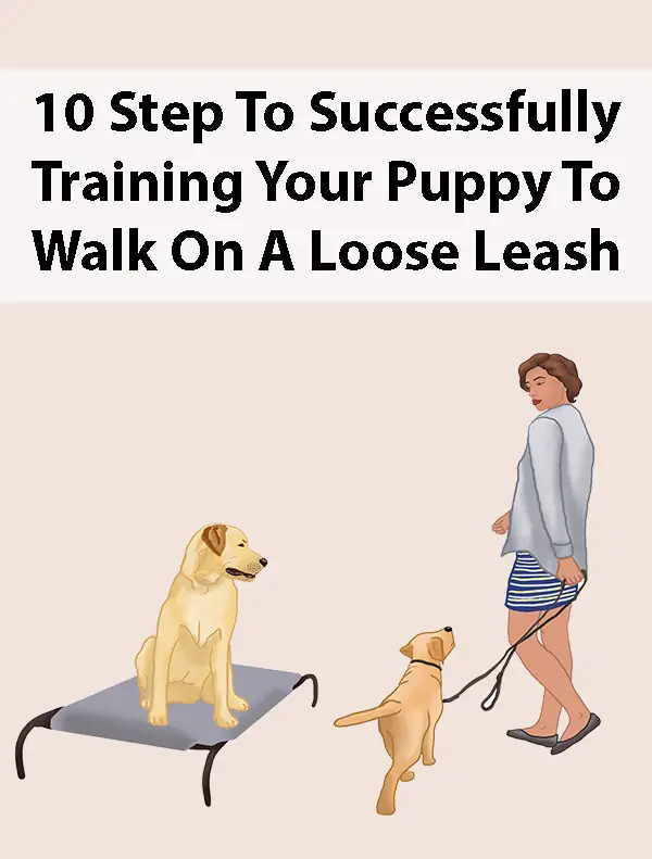 10 Step To Successfully Training Your Puppy To Walk On A Loose Leash
