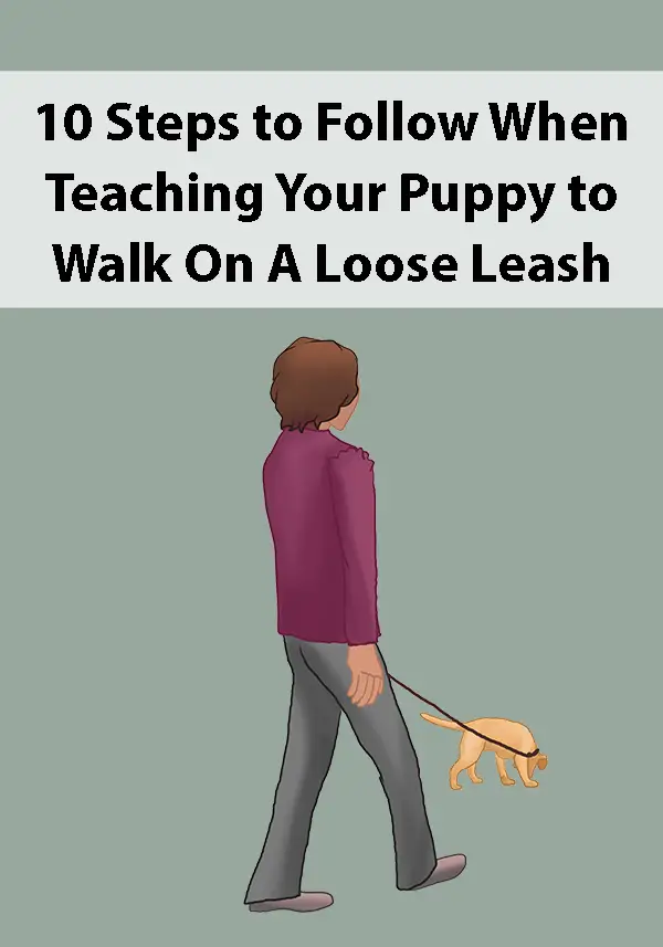 10 Steps to Follow When Teaching Your Puppy to Walk On A Loose Leash