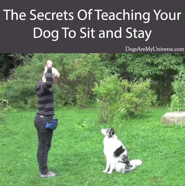The Secrets Of Teaching Your Dog To Sit and Stay