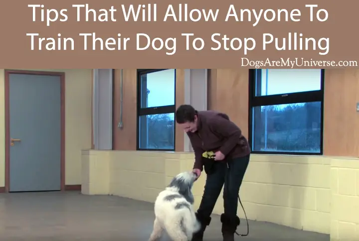 Tips That Will Allow Anyone To Train Their Dog To Stop Pulling