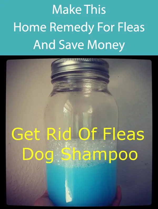 Get Rid Of Fleas Dog Shampoo