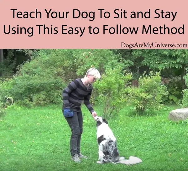 Teach Your Dog To Sit and Stay Using This Easy to Follow Method
