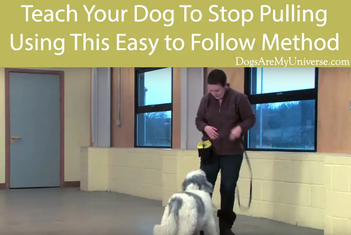 Teach Your Dog To Stop Pulling Using This Easy to Follow Method