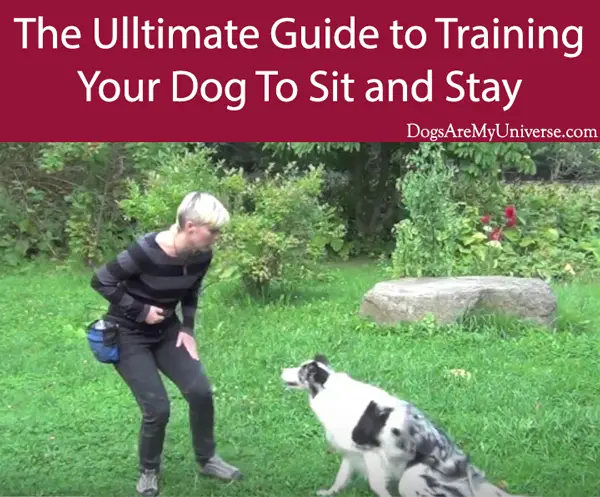 The Ultimate Guide to Training Your Dog To Sit and Stay