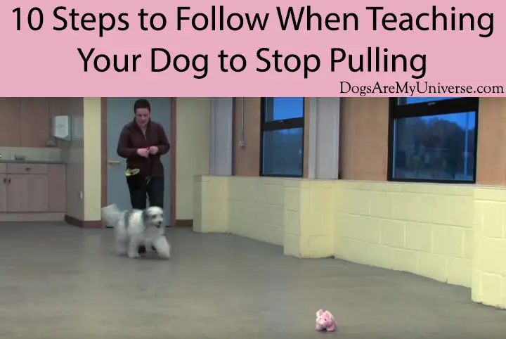 10 Steps to Follow When Teaching Your Dog to Stop Pulling