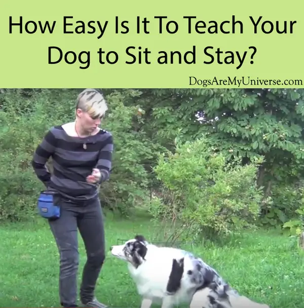 How Easy Is It To Teach Your Dog to Sit and Stay