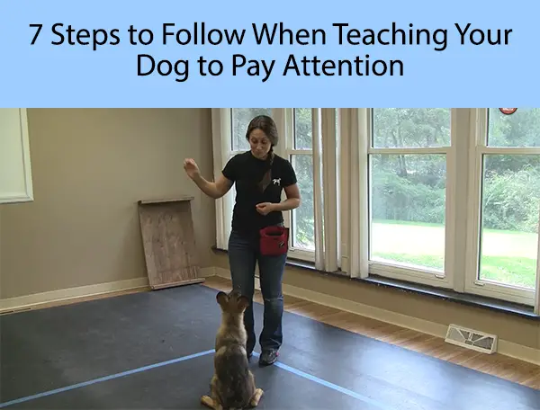 7 Steps to Follow When Teaching Your Dog to Pay Attention